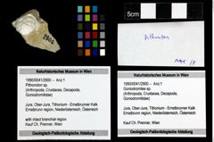 Foto (Objekt + Etiketten) von Pithonoton sp. 